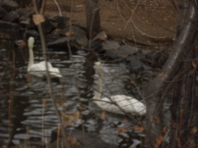 swans swimming in a river together in a wooded area
