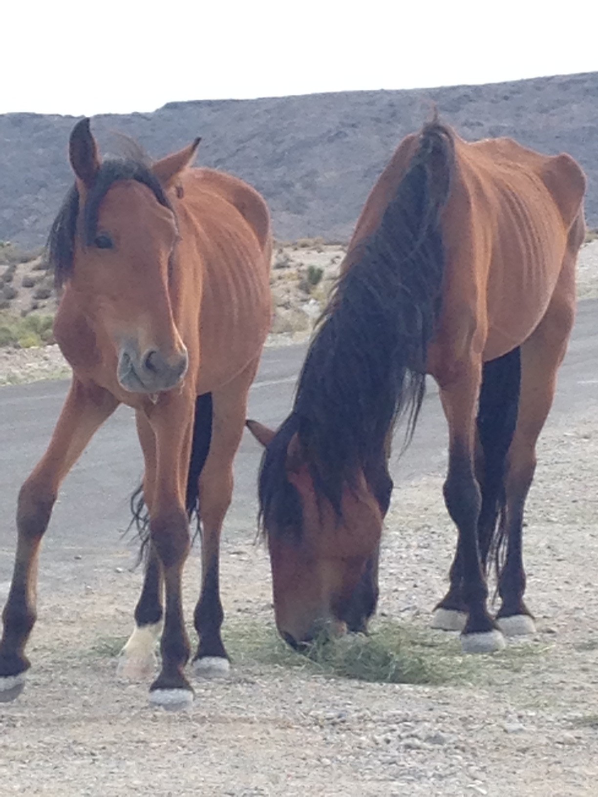 two horses are eating hay on a mountain road