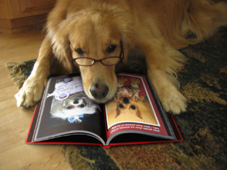 a large dog with glasses reading a book