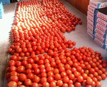 tomatoes piled in rows on the table in a store