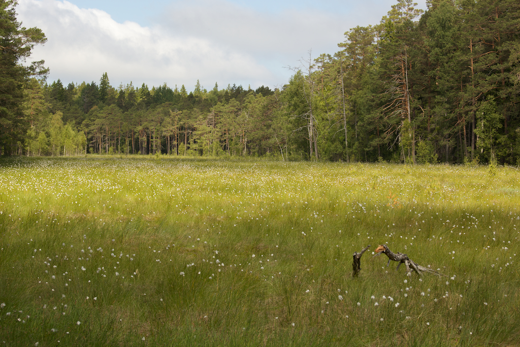 the grassy area is full of wild flowers