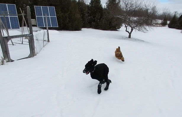 two dogs playing in the snow outside