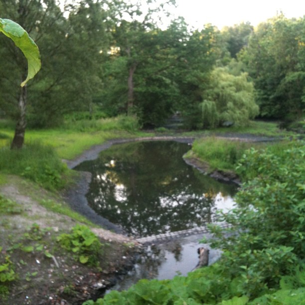 a small pond in the middle of the woods