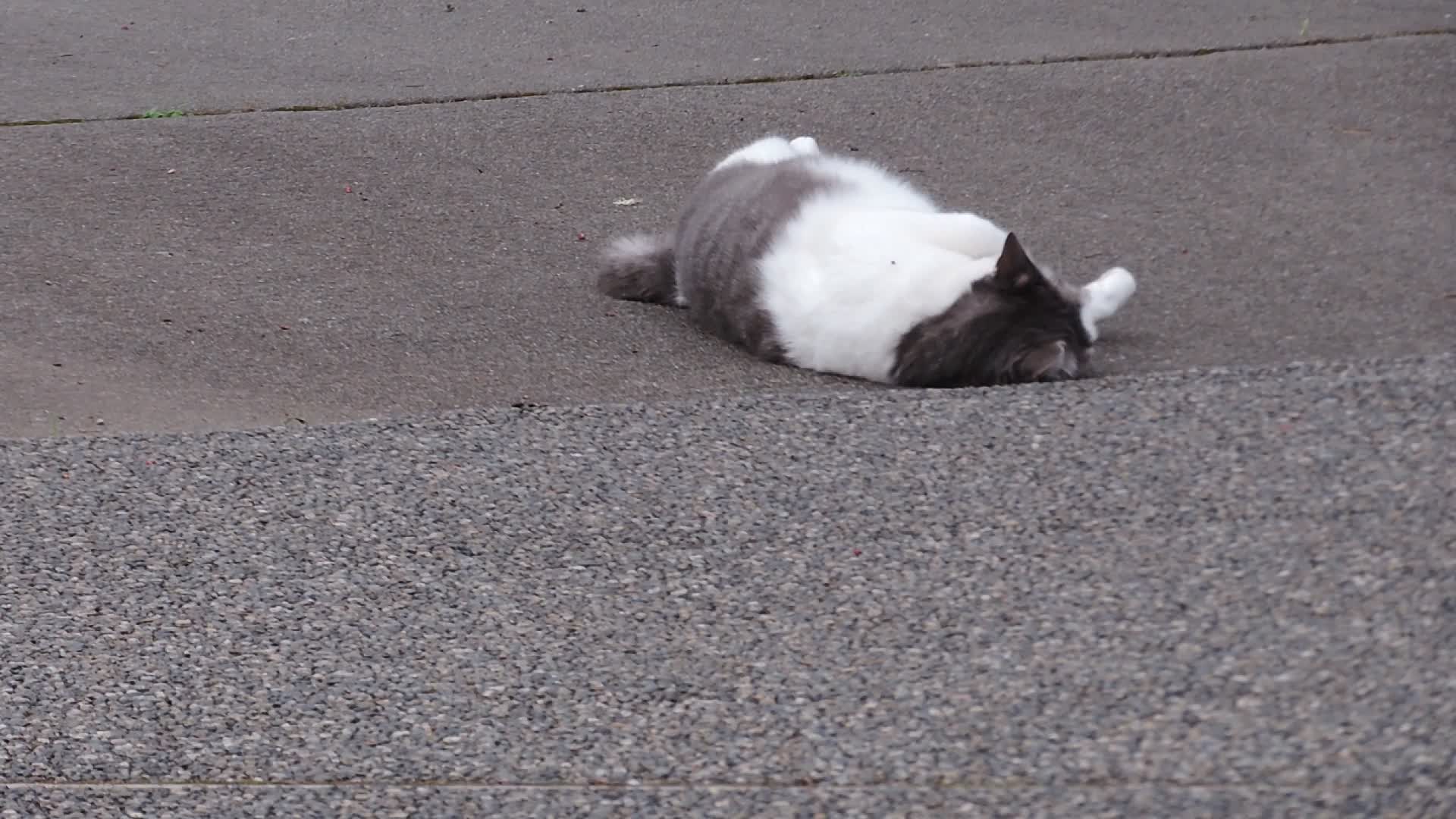 a black and white cat is on concrete