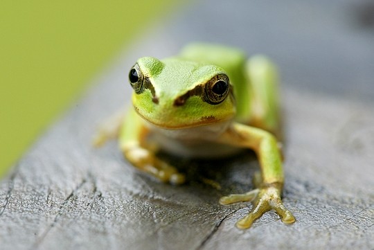 a frog sitting on top of a leaf