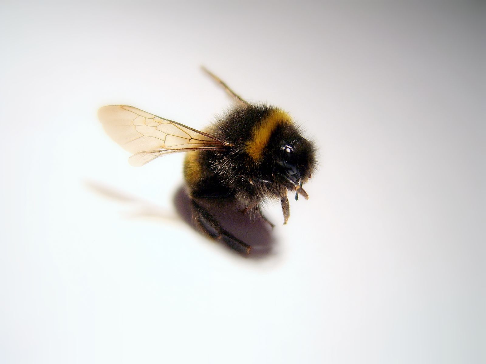 the bee is on the white surface