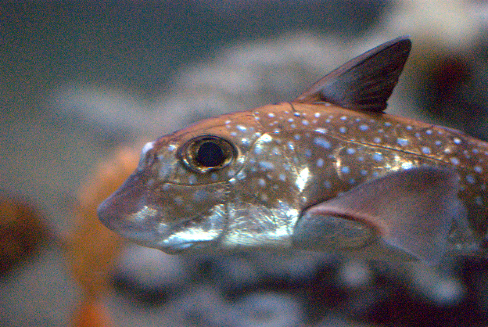 this fish is very large and very colorful