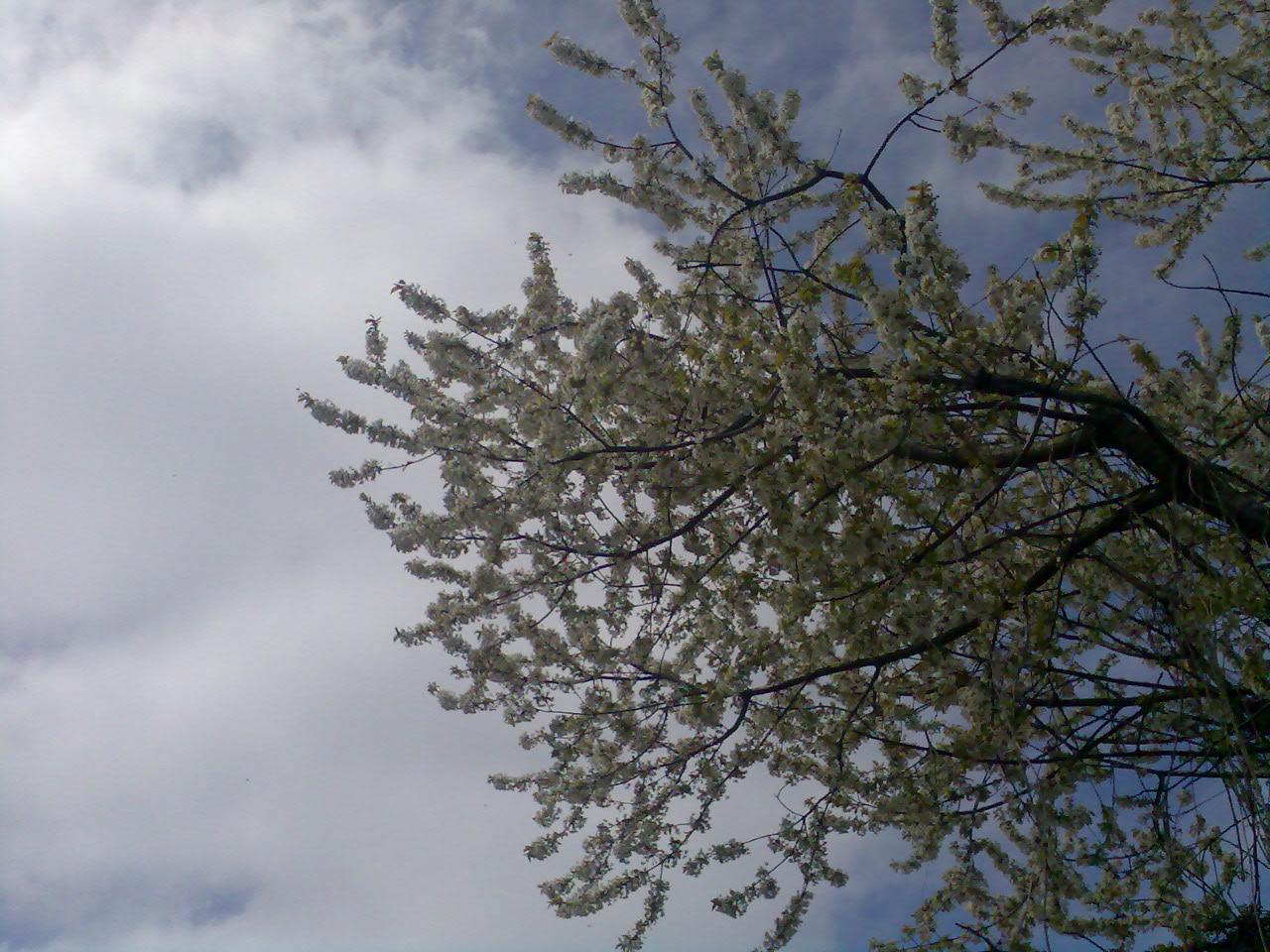 the leaves of a blossoming cherry tree against an overcast sky