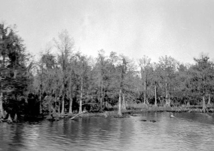 black and white po of a river next to trees