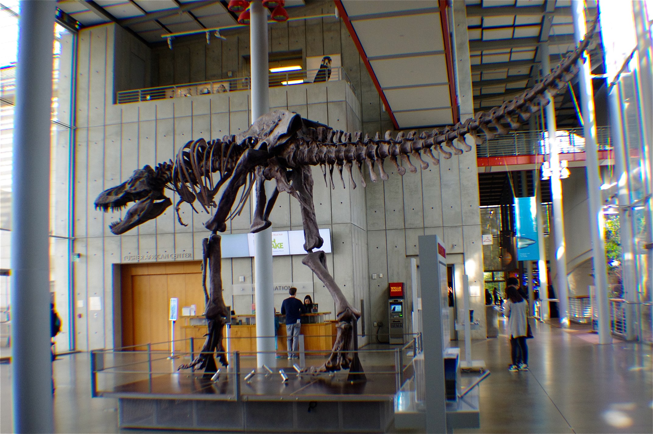 a couple of people looking at an animal skeleton