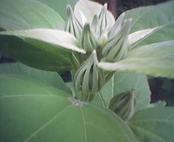 a plant with multiple buds is shown in this picture