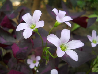 a group of small pink and white flowers in bloom