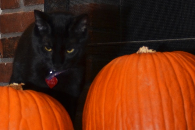 a black cat sits in front of three pumpkins