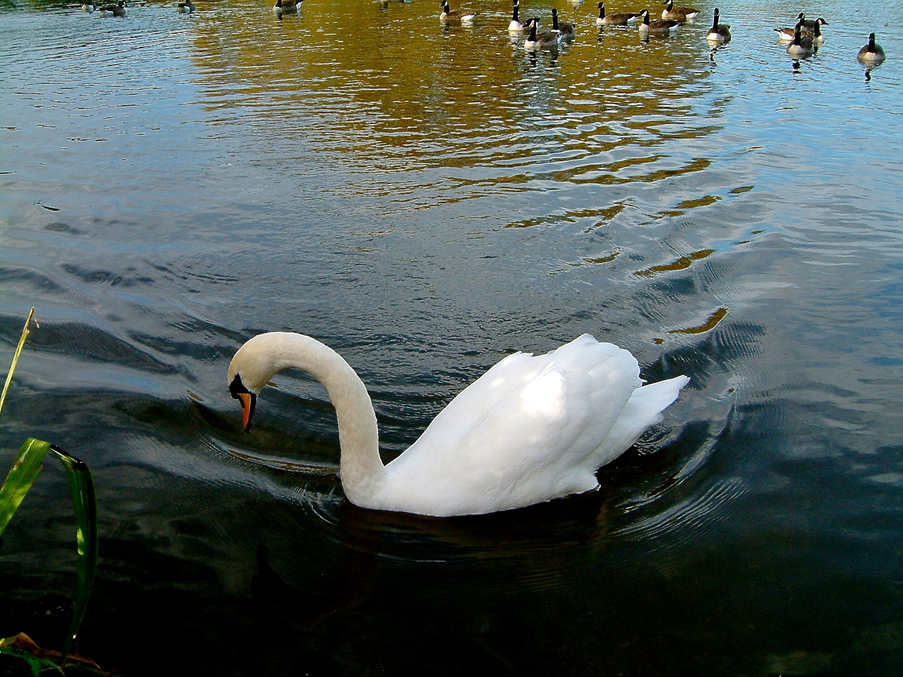 a swan swimming on a lake near some other birds