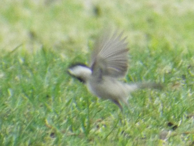 a bird is flying near the green grass