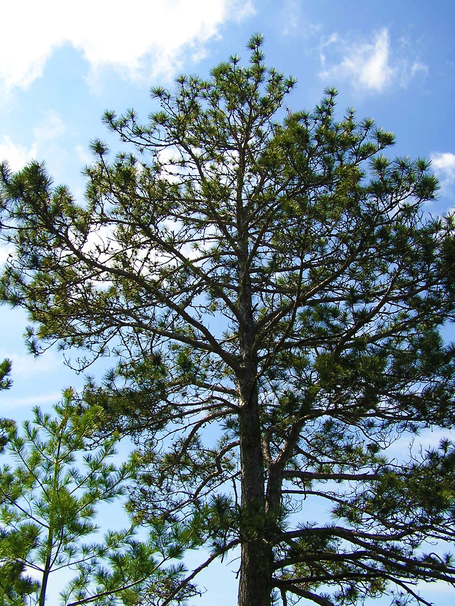 a black clock sitting in the middle of a tree