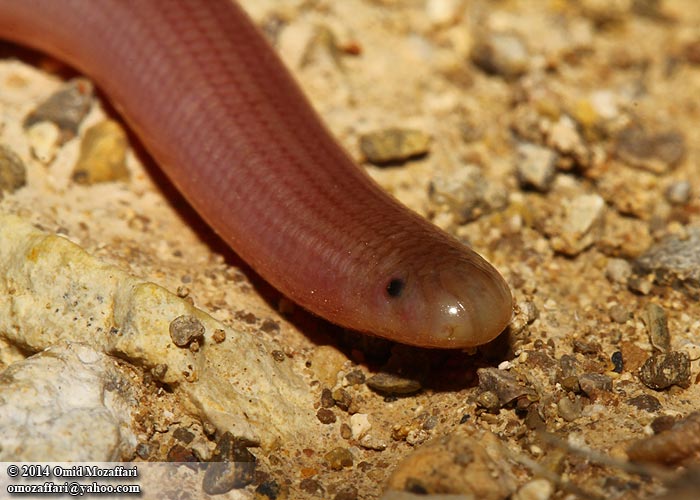 a red snake with long body laying on ground