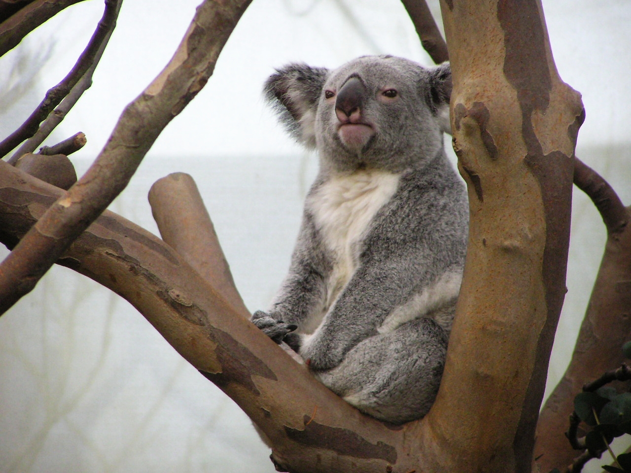 a koala bear sitting in the middle of a tree