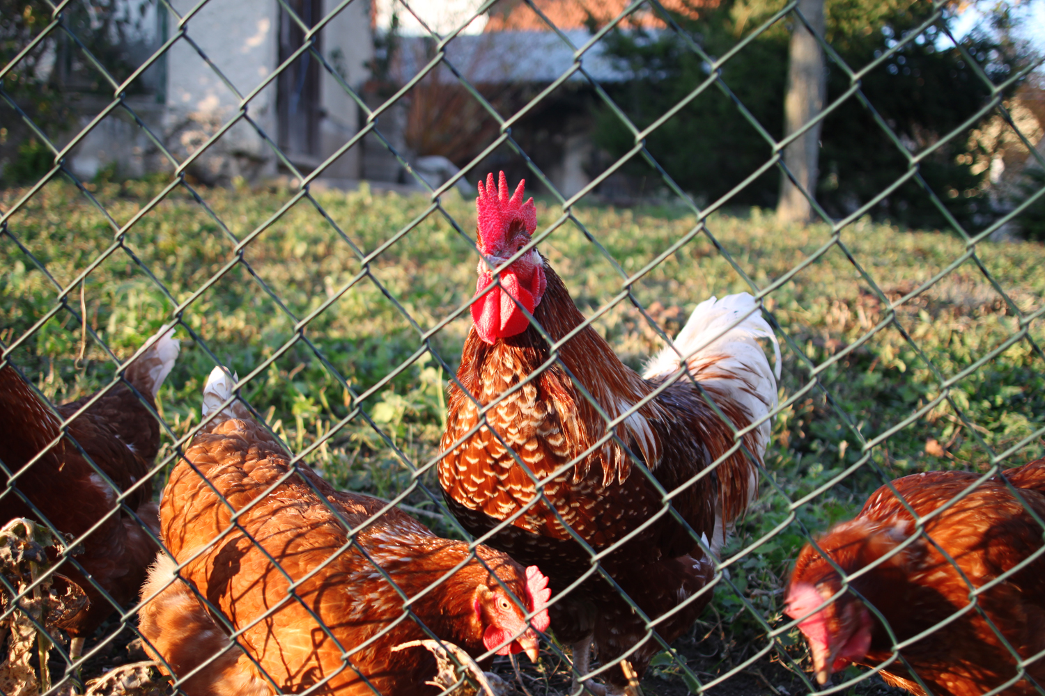 a group of chickens in an enclosed grassy area