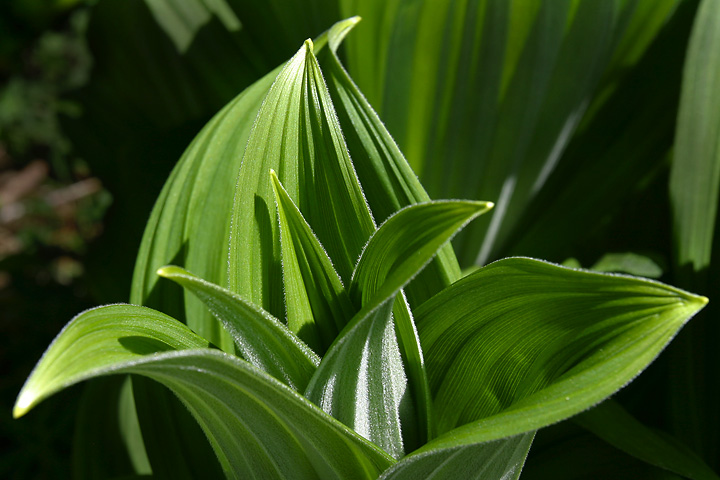 a close - up of some large green leaves