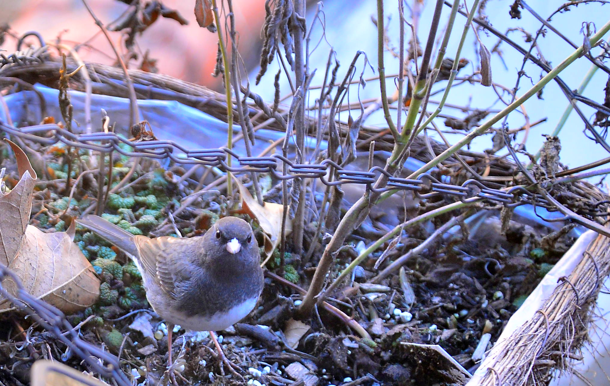 a bird looking at a moss growing between two barb wire fences