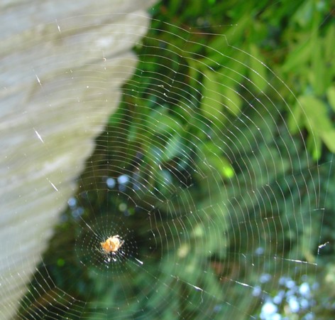 there is a spider in its web that has just caught a bug