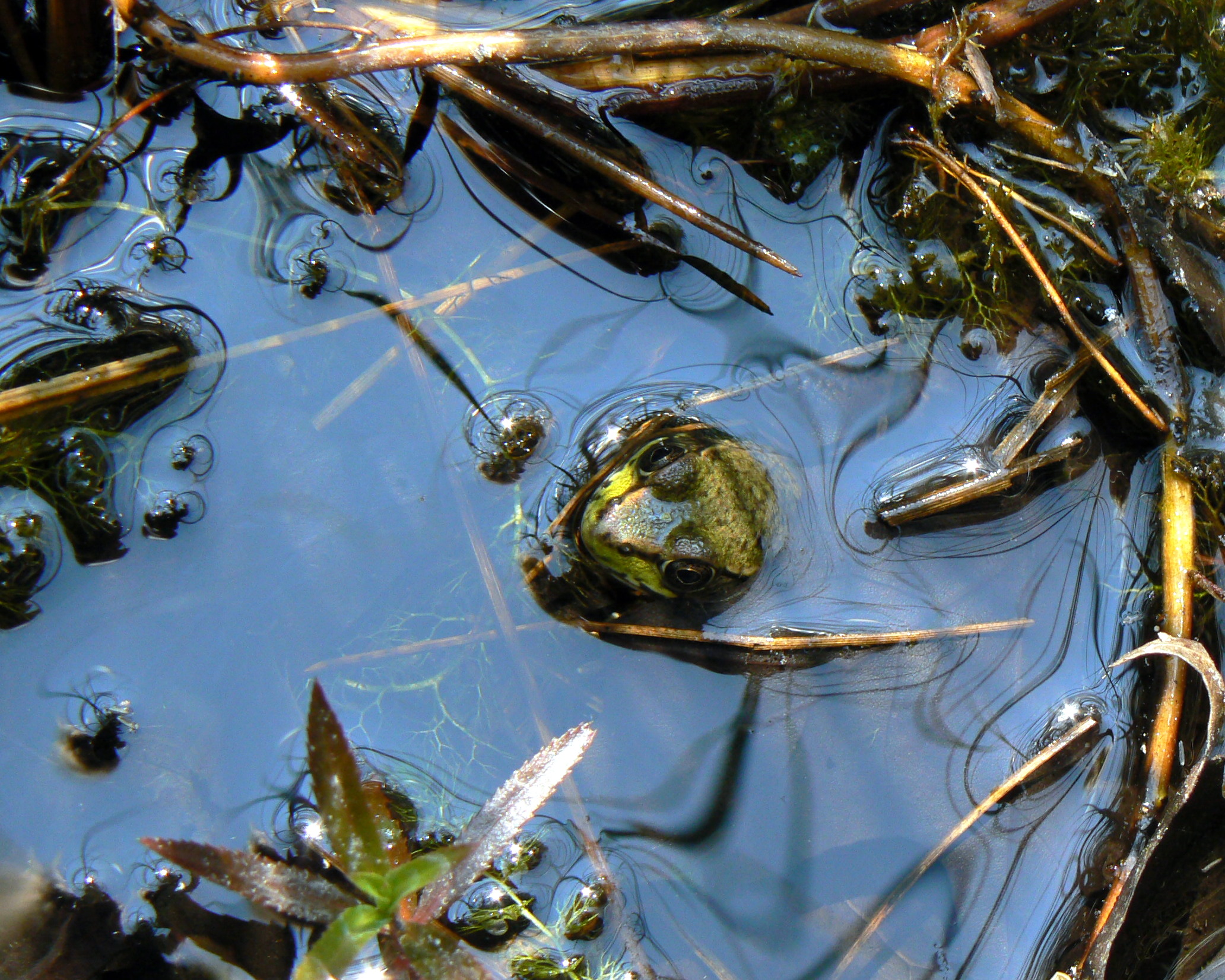 a group of small fish swimming around a water covered with algae