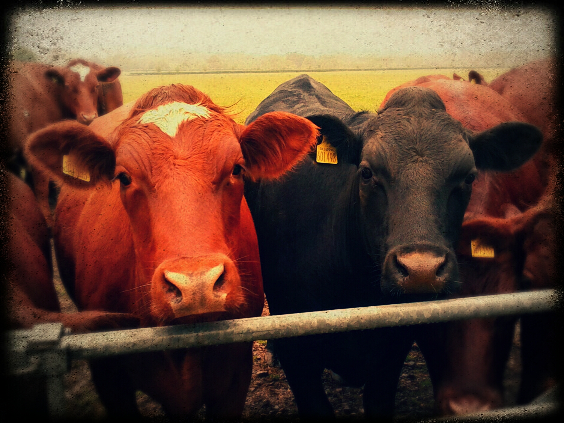 a couple of cows are standing in front of a gate