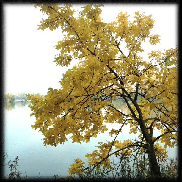 a tree is shown near the water's edge with autumn colors