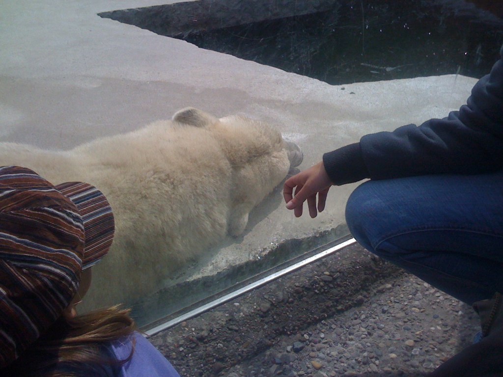 there is a polar bear being petted at a zoo