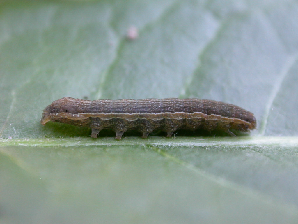 a closeup of a small bug lazily sitting on a leaf