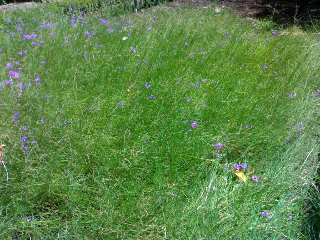 a green hillside with purple flowers growing on it