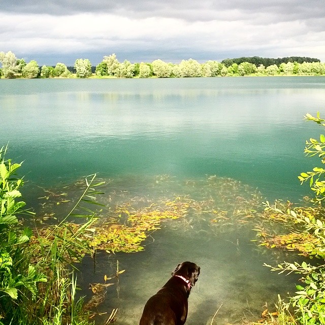 dog sitting on the edge of a pond staring at soing in the distance