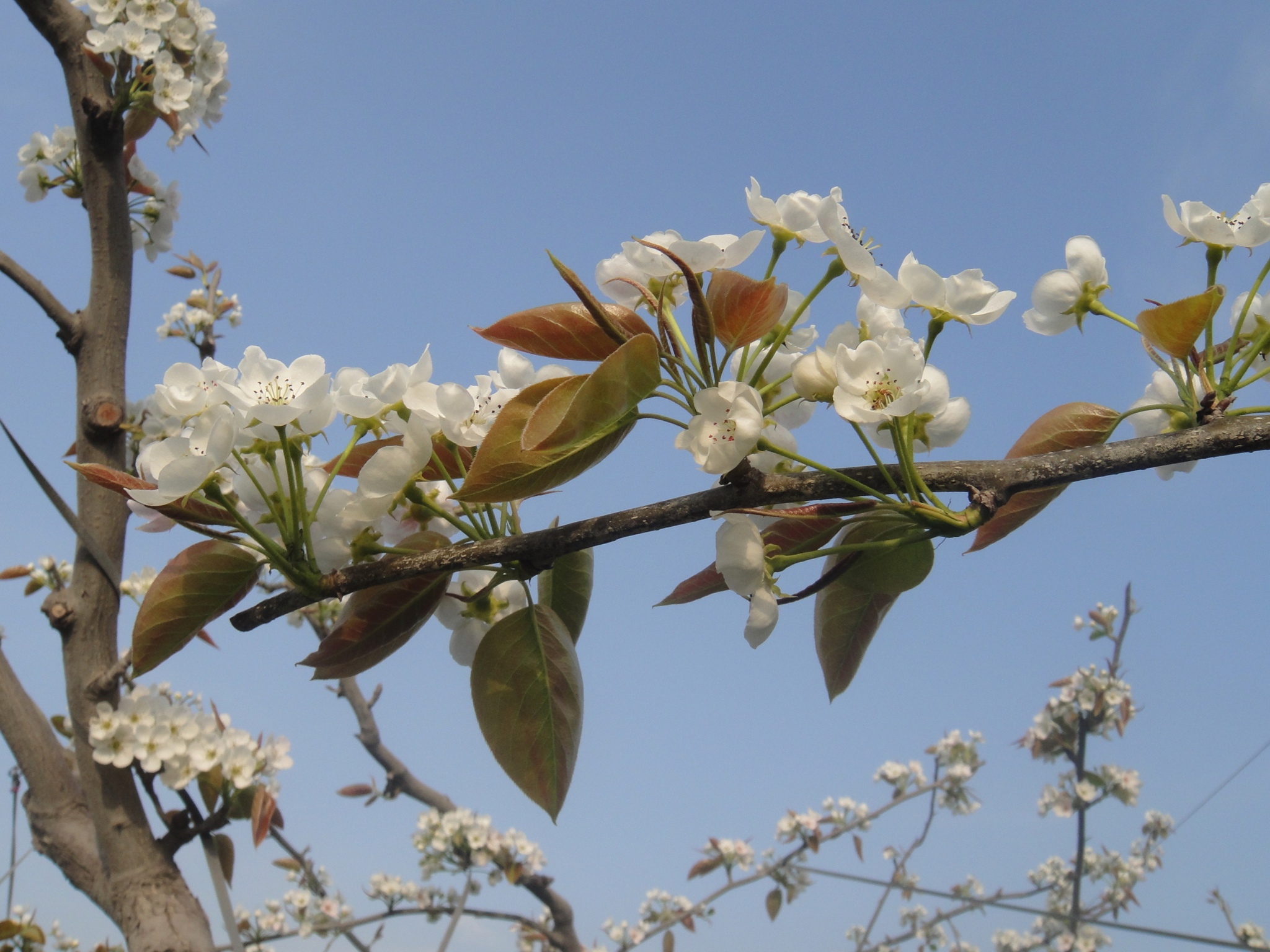 the nches of a tree with flowers against a blue sky