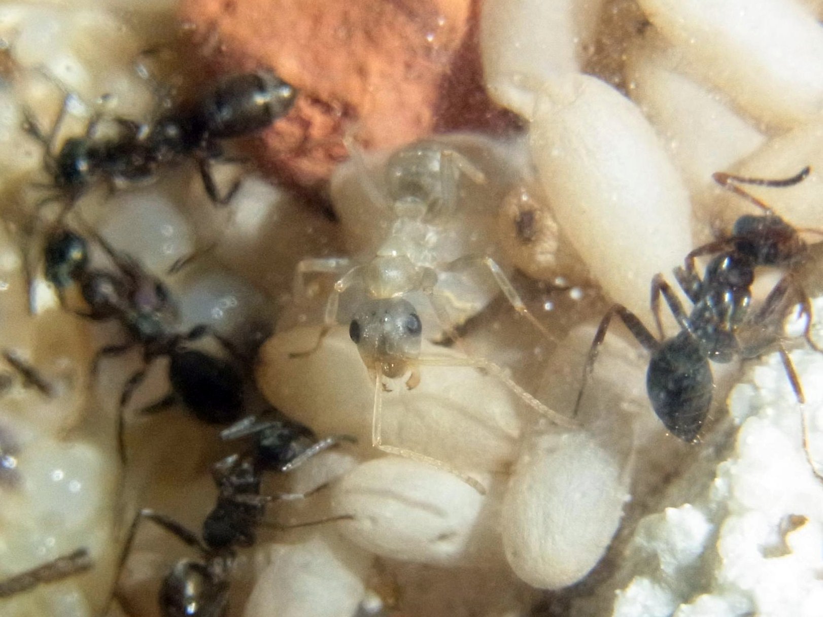 a group of ants that are on some food