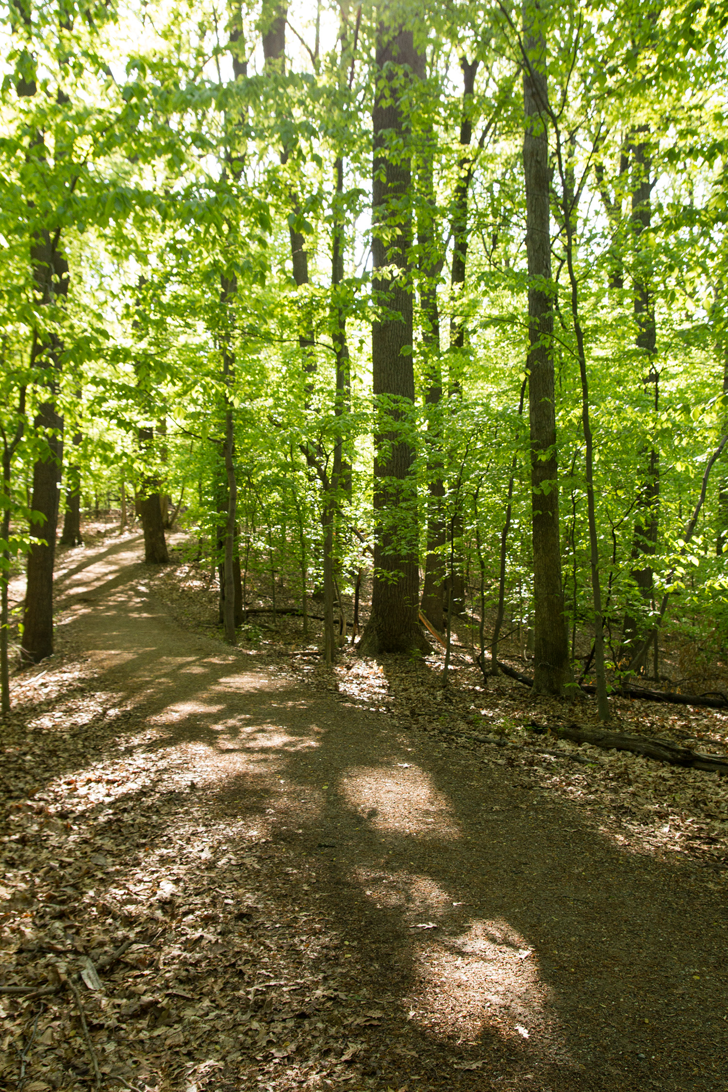 a path is shown through the middle of a wooded area