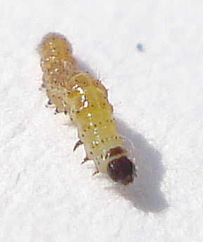 a yellow insect sitting on top of snow covered ground