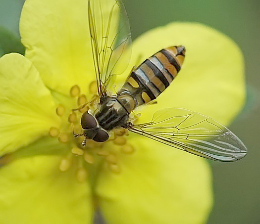 a striped insect is standing on a flower