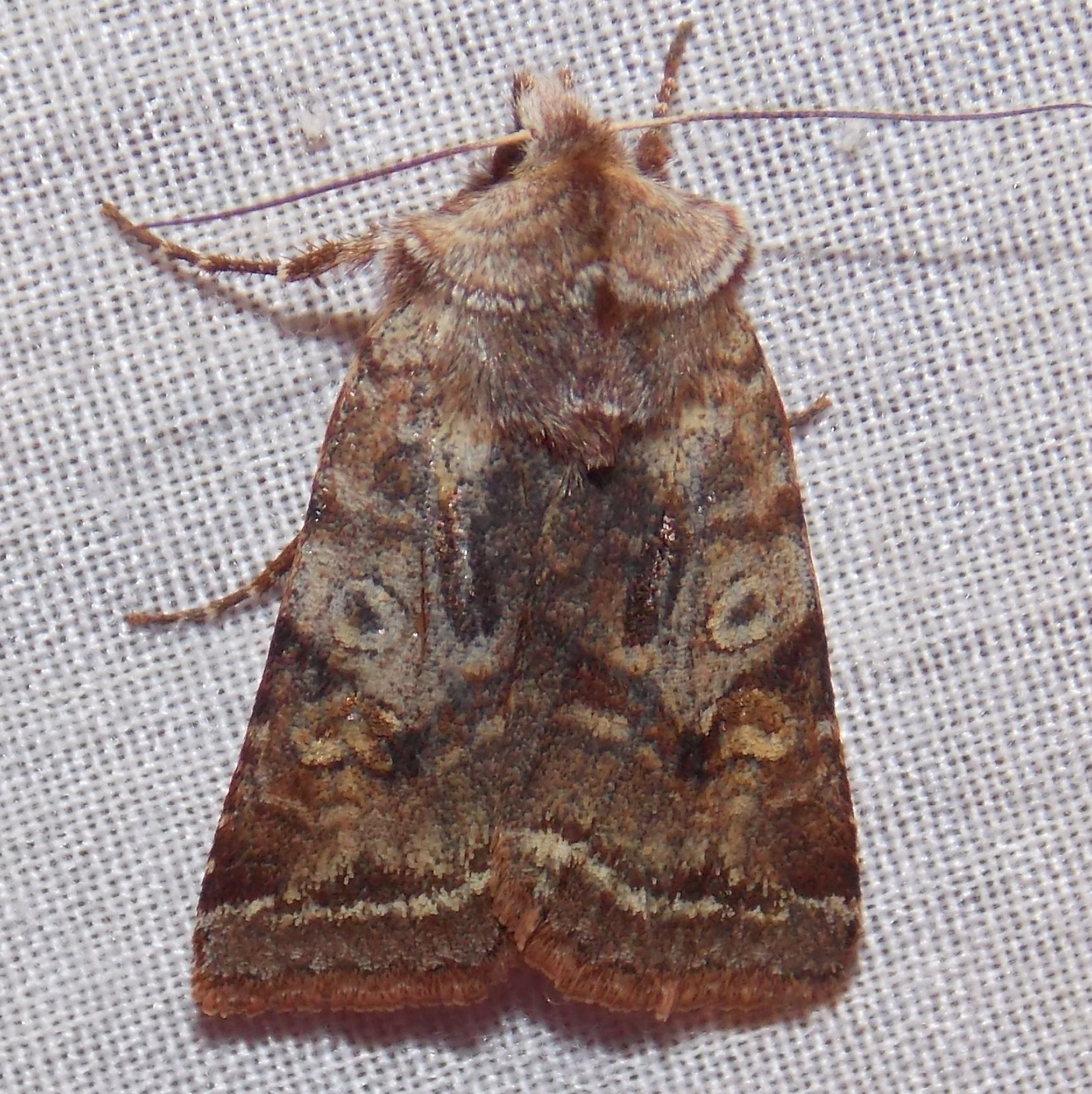 large brown and gray moth on a cloth