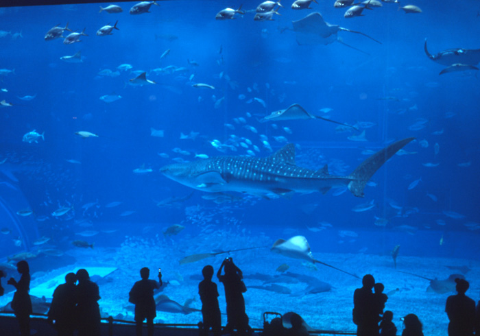 people stand and take pictures of sharks and other marine life