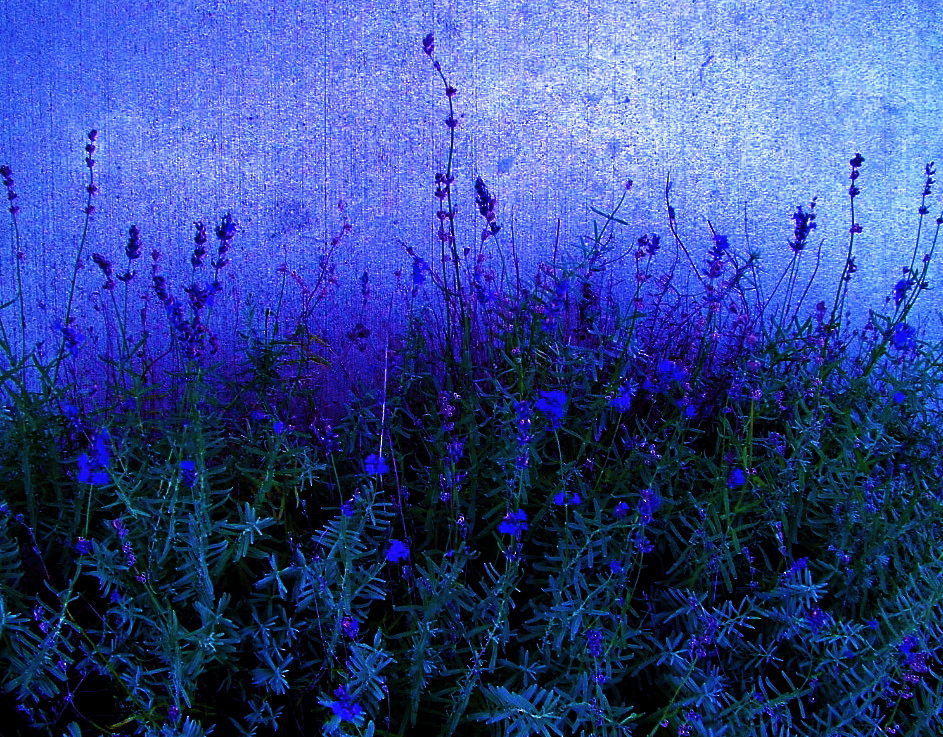 flowers against a background in this image