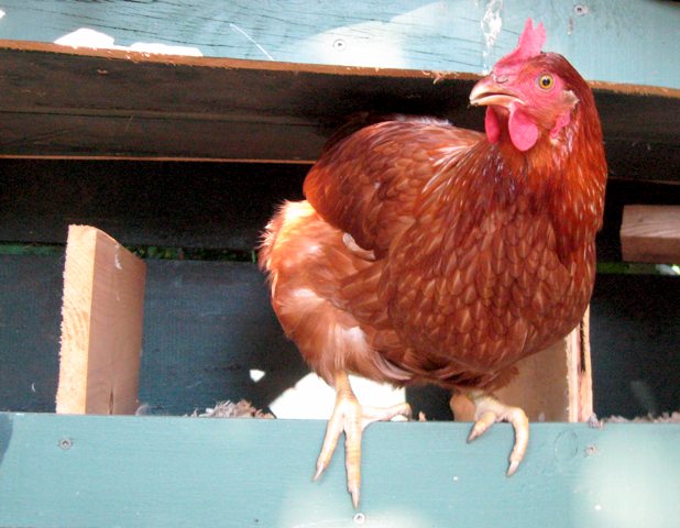 a close up of a chicken on a ledge in an outdoor pen