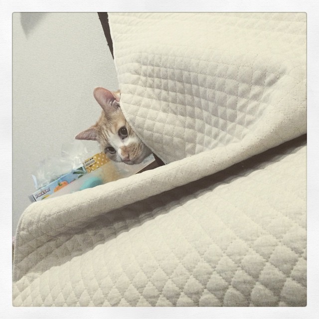a cat peeks out from under a blanket