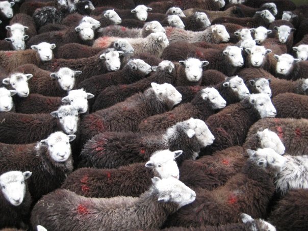 a large herd of sheep with hair sticking out of the back