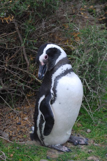 a penguin looking intently at soing near the edge of some brush
