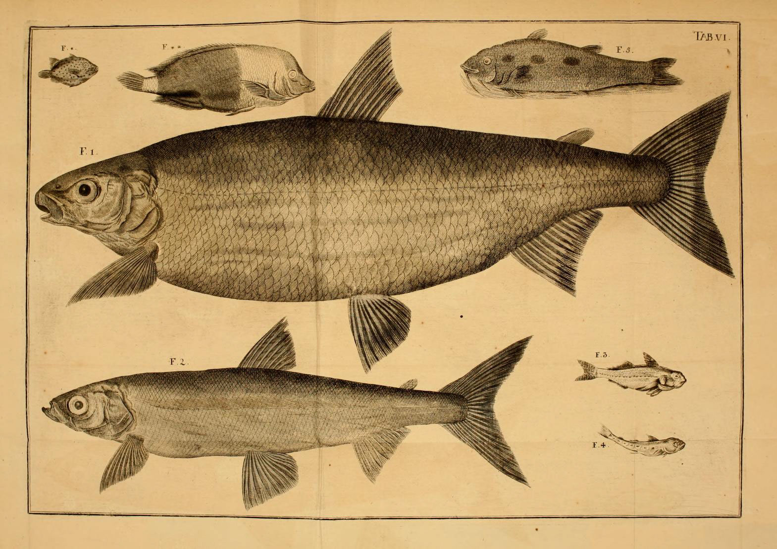 an illustration of some fish on a sheet