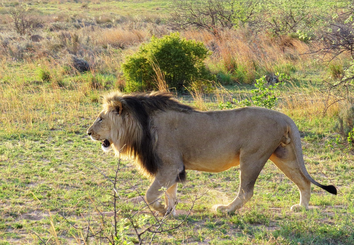 a large lion walks through the grass