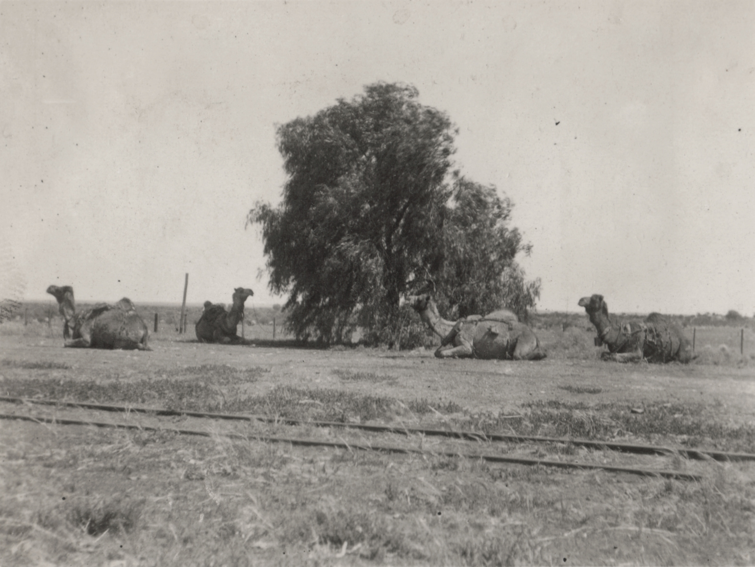 black and white po of elephants near tree