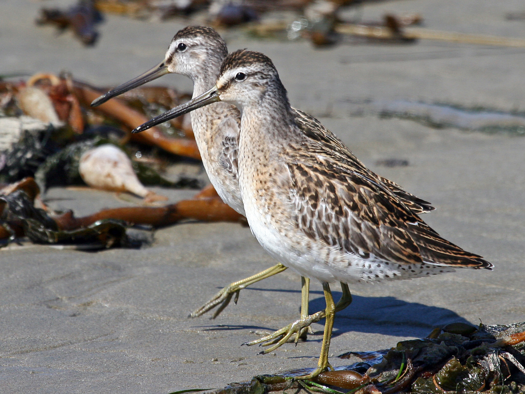 two little birds standing on the beach next to seaweed