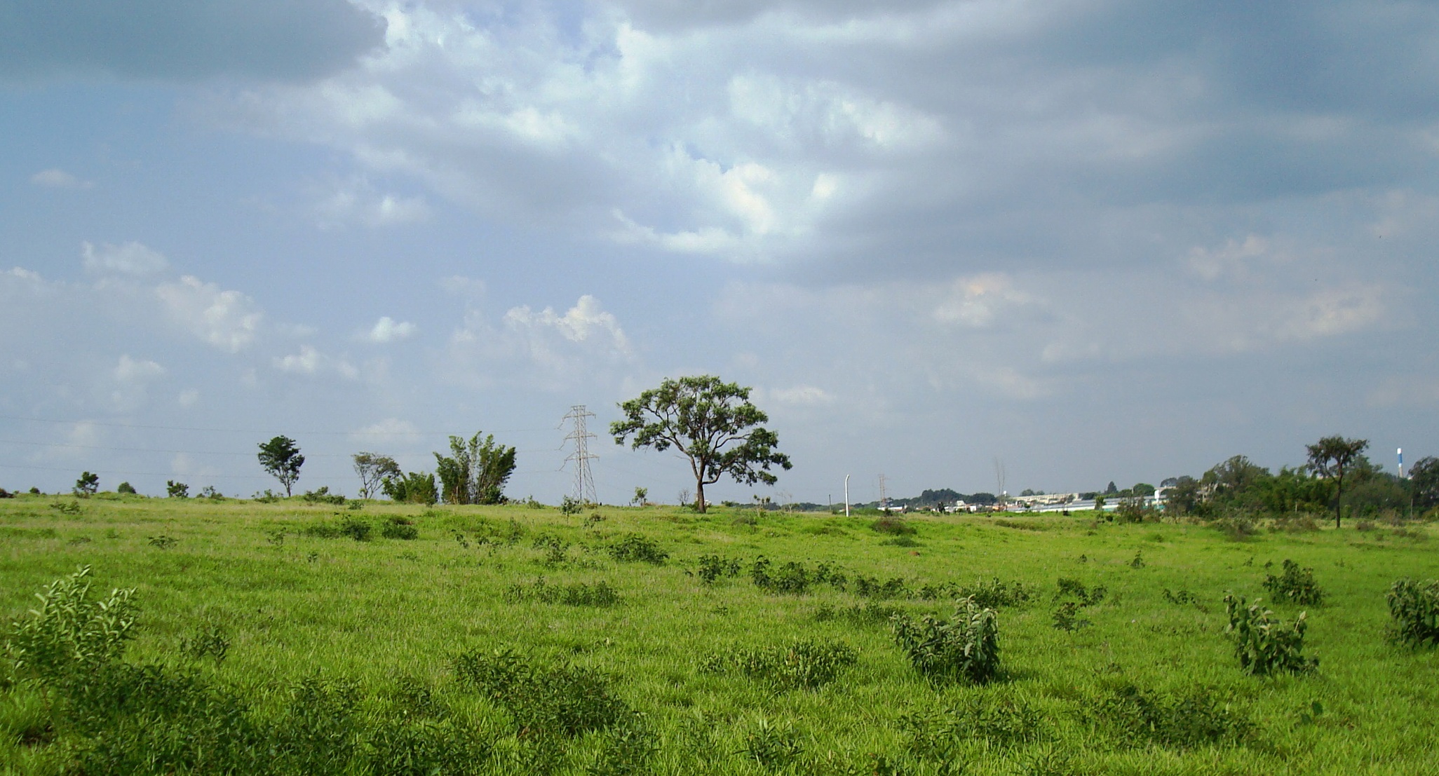 a grassy field with trees in the distance